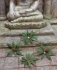 RT-Diorama 35613 Jungle Plant No.3 1/35